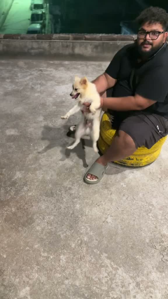 Culture Toy Pom Puppy, farm video