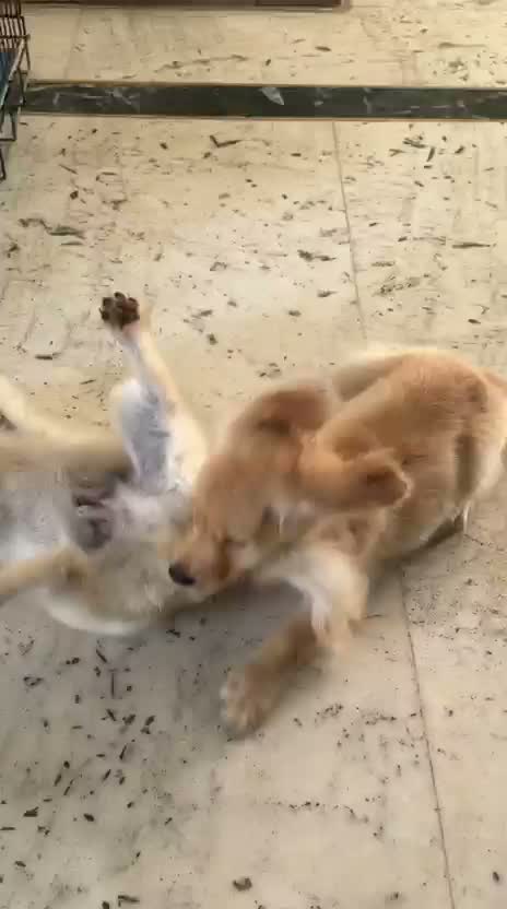 Golden Retriever, farm video