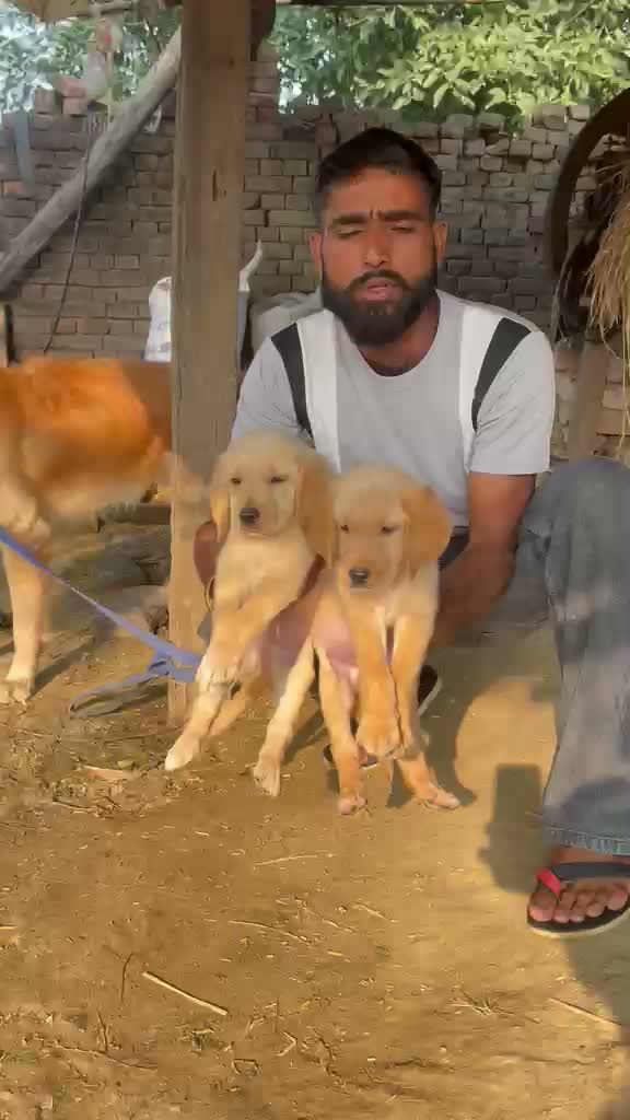 Golden Retriever, farm video