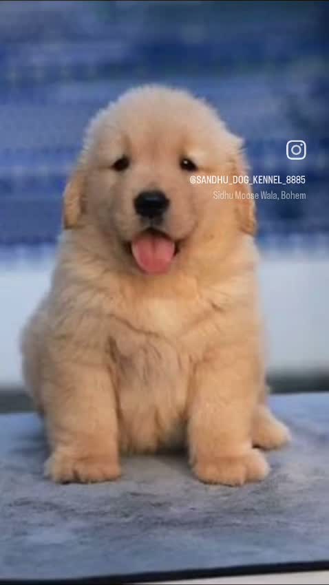 Golden Retriever, farm video