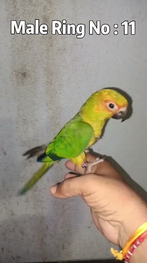 Sun Conure, farm video