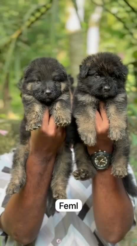 German Shepherd Puppy, farm video