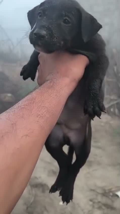 Pitbull Terrier Puppy, farm video