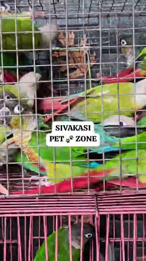 Pineapple Headed Conure, farm video