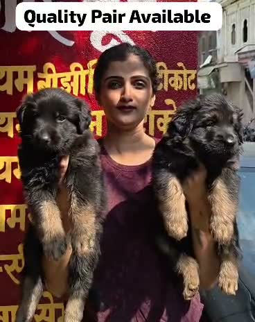 German Shepherd Puppy, farm video
