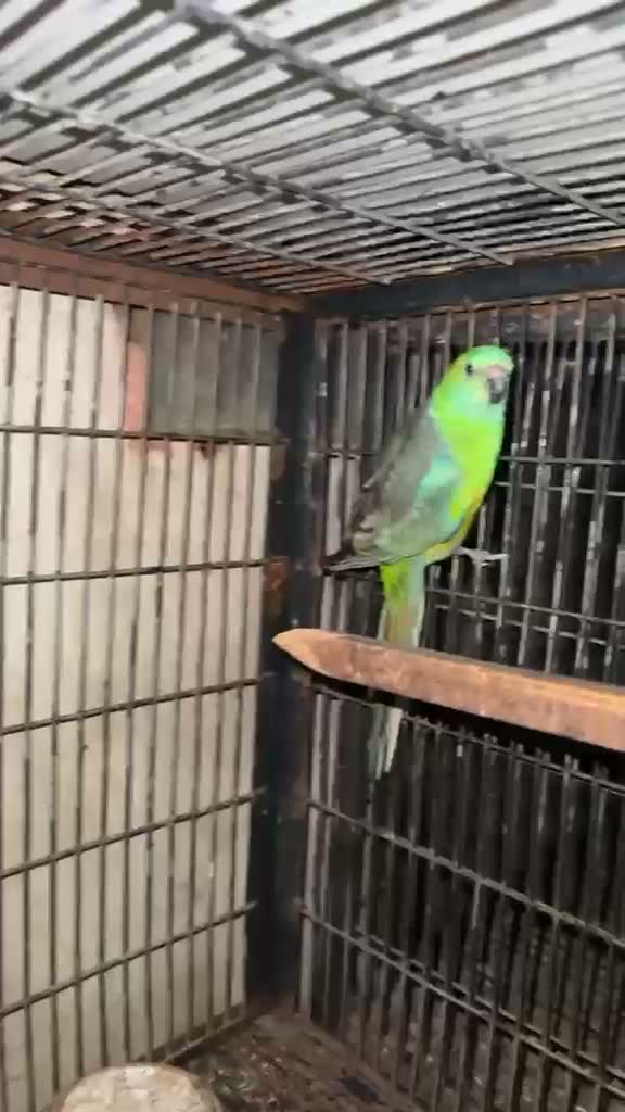 Albino Monk, farm video