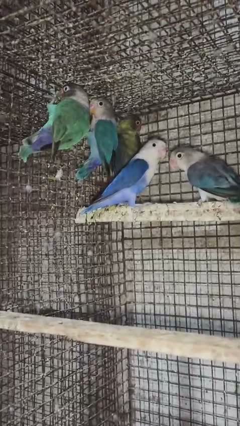 African Love Birds, farm video