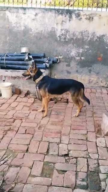 German Shepherd Puppy | Pure White, farm video