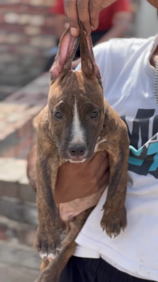 Pitbull Terrier Puppy, farm video