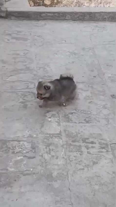 Pomeranian Puppy, farm video