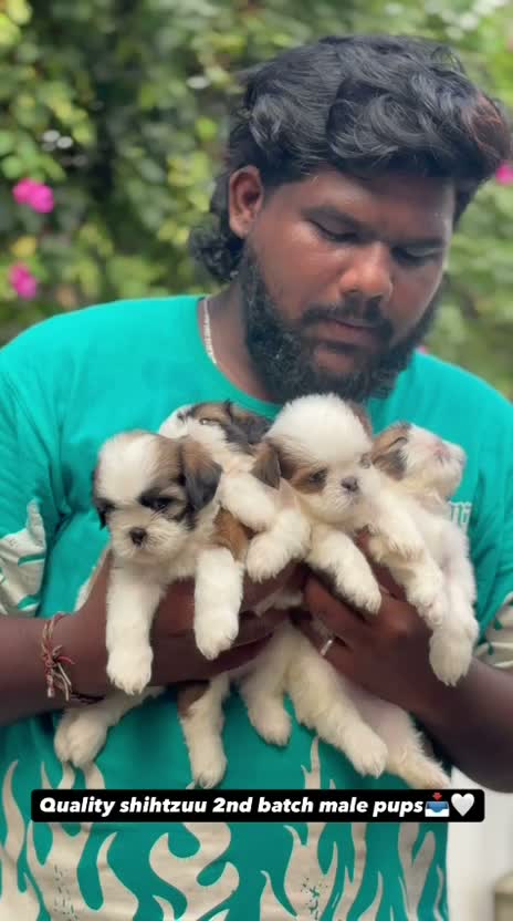 Shih Tzu | Black Color, farm video