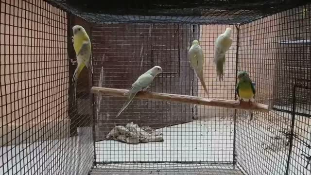 Albino Monk, farm video