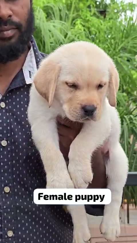 Beagle Black & Tan Puppy, farm video