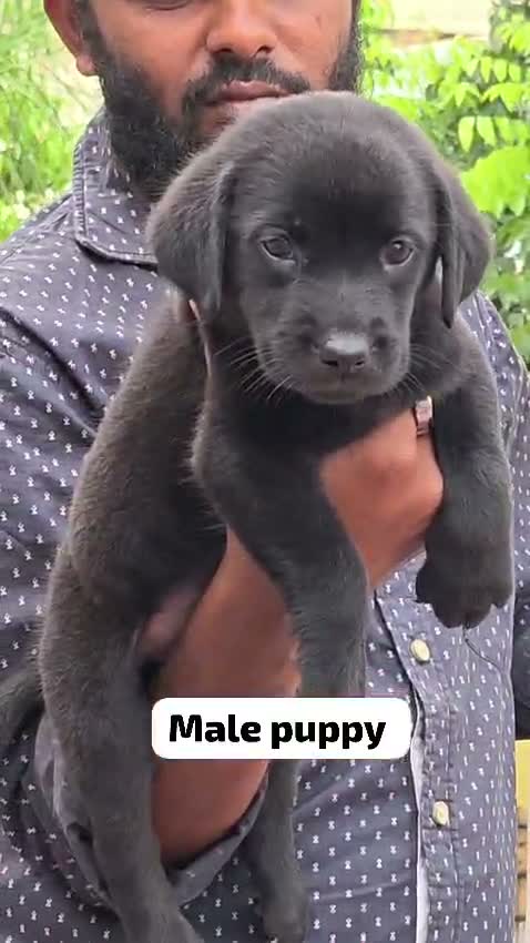 Beagle Black & Tan Puppy, farm video