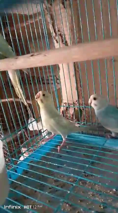 Budgies | Fallow, farm video
