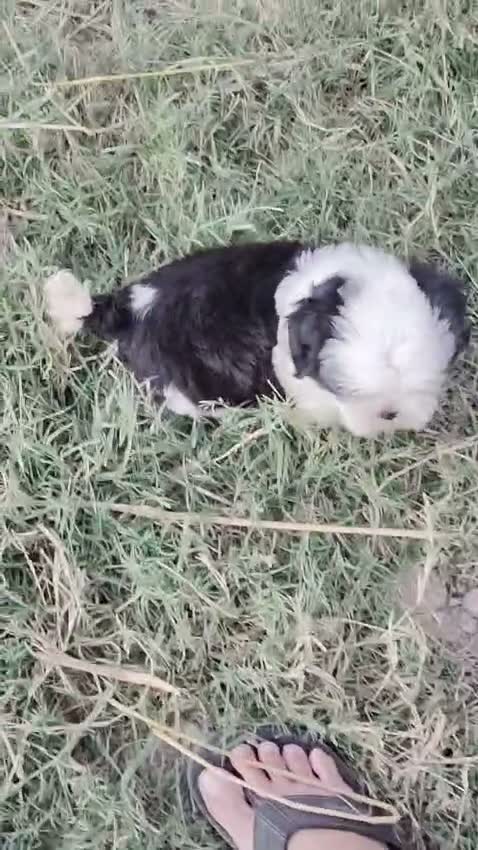 Shih Tzu | Black Color, farm video