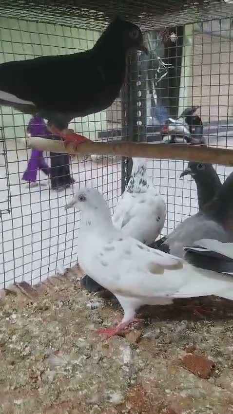 Fantail Pigeon, farm video