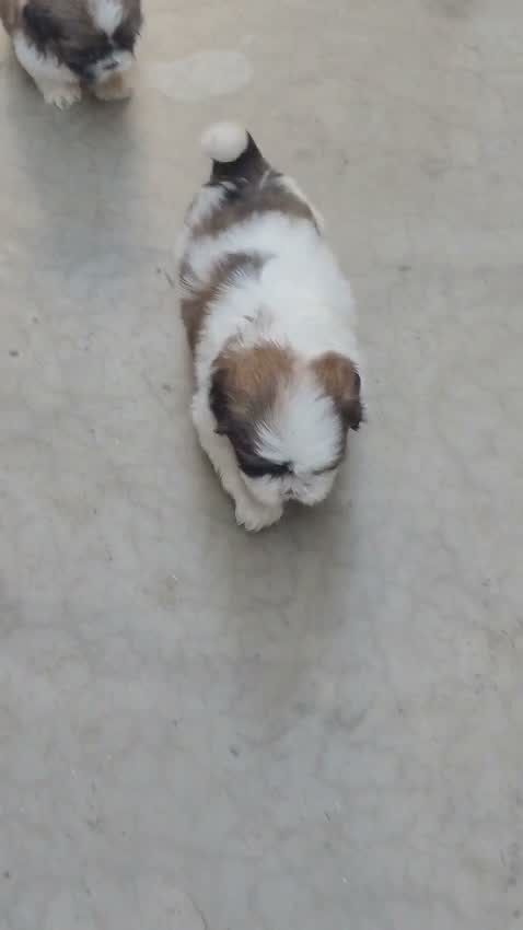Shih Tzu | Black Color, farm video