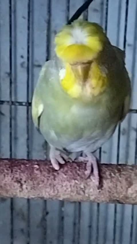 Fantail Pigeon, farm video