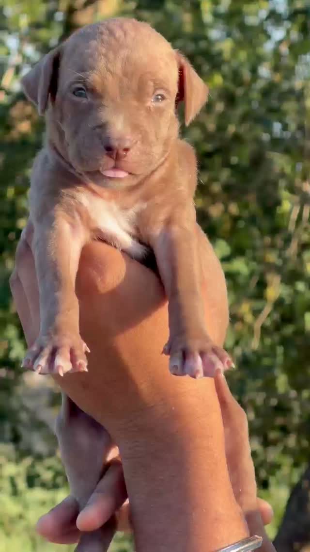 American Bully Pocket Size Puppy, farm video