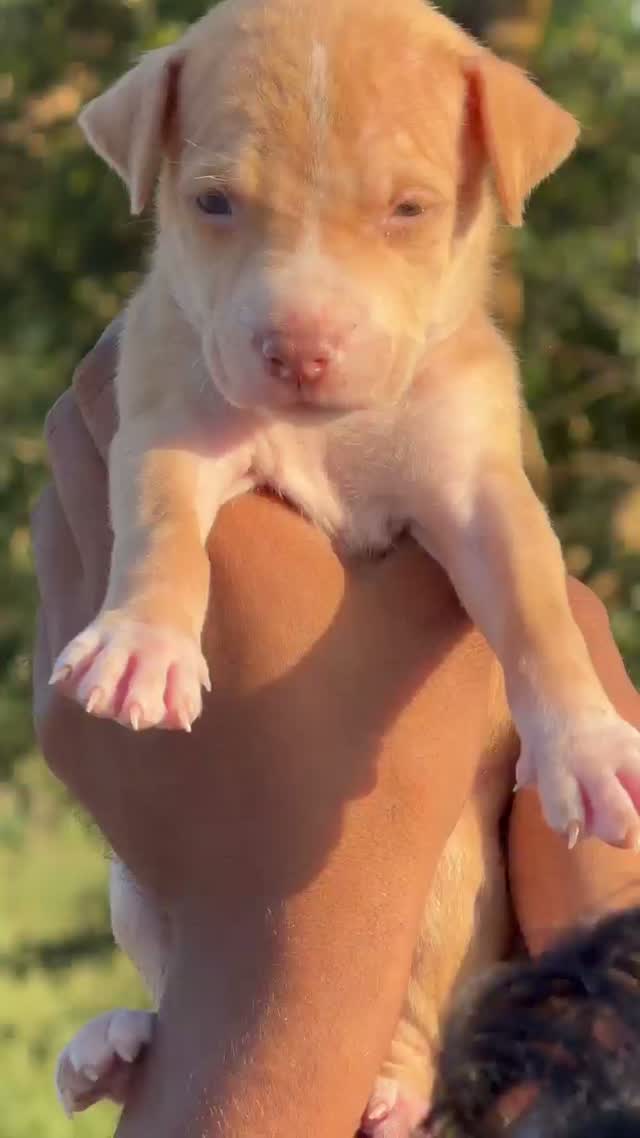 American Bully Pocket Size Puppy, farm video