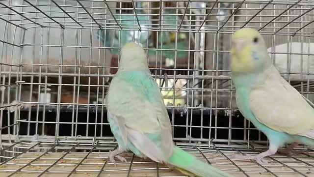 Budgies | Fallow, farm video