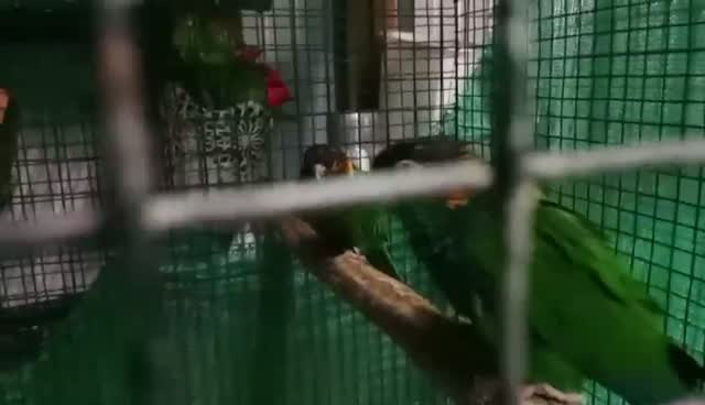 Rottweiler Puppy, farm video