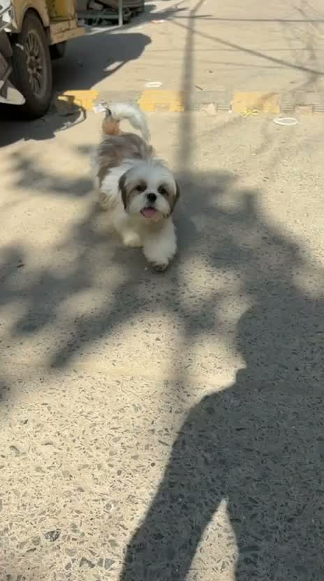 Shih Tzu | Black Color, farm video