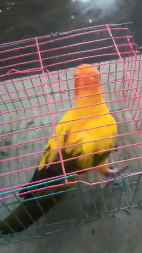 Sun Conure, farm video