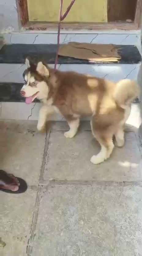 Siberian Husky Puppy | Black & White Color, farm video