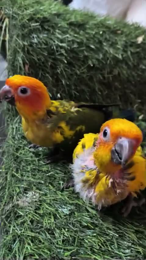 Sun Conure, farm video