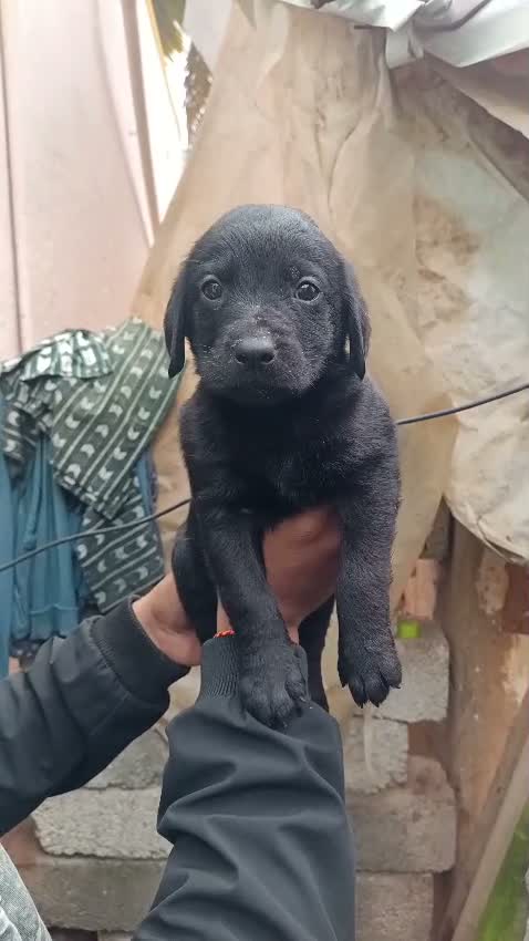 Beagle Black & Tan Puppy, farm video