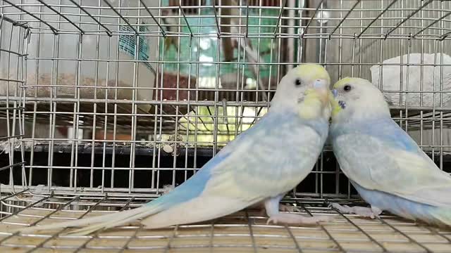 Blue Sided | Turquoise Conure, farm video