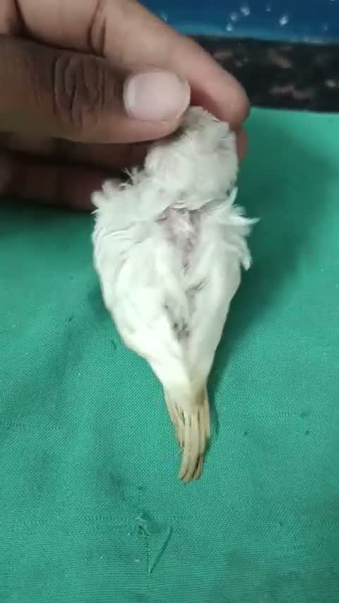 Red-rumped Parakeet, farm video