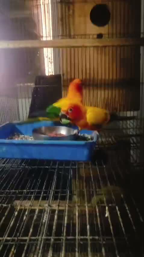 Sun Conure, farm video