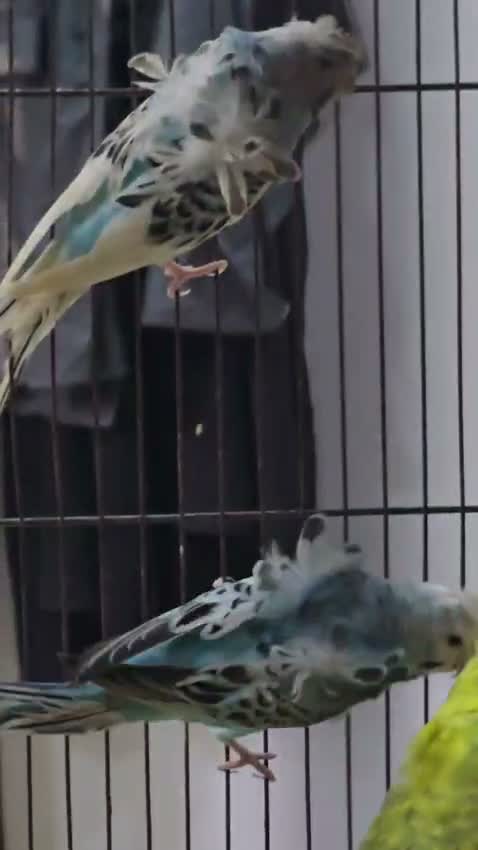 Satin Pigeon, farm video