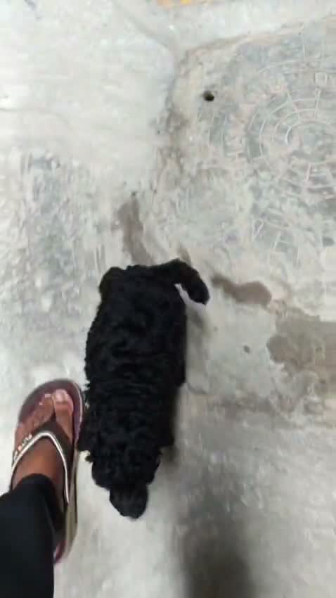 Toy Poodle Puppy, farm video