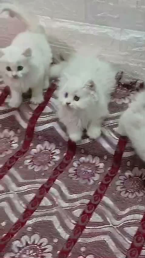 Persian, farm video