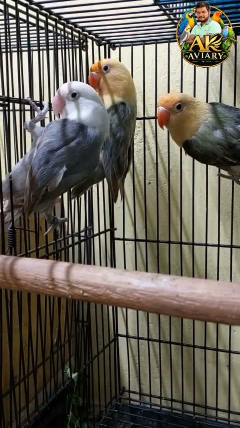 African Love Birds | Cobalt Blue, farm video