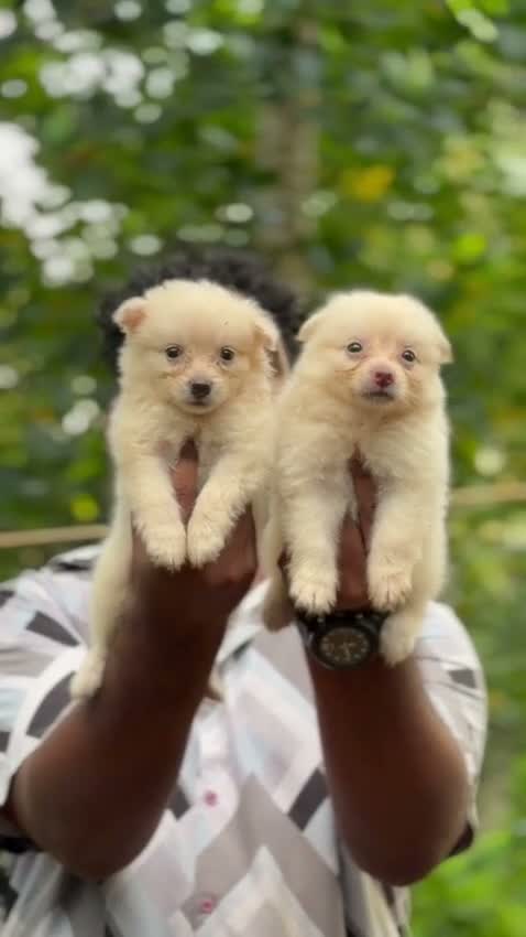 Culture Pom Puppy, farm video