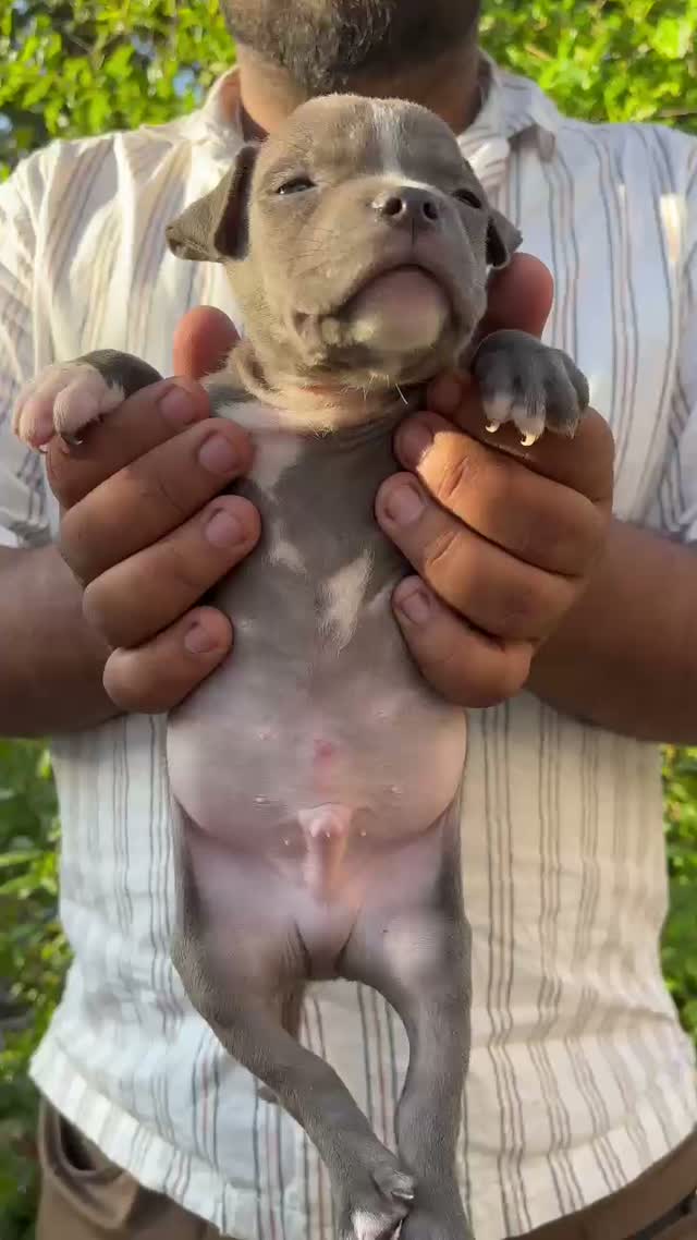American Bully Pocket Size Puppy, farm video