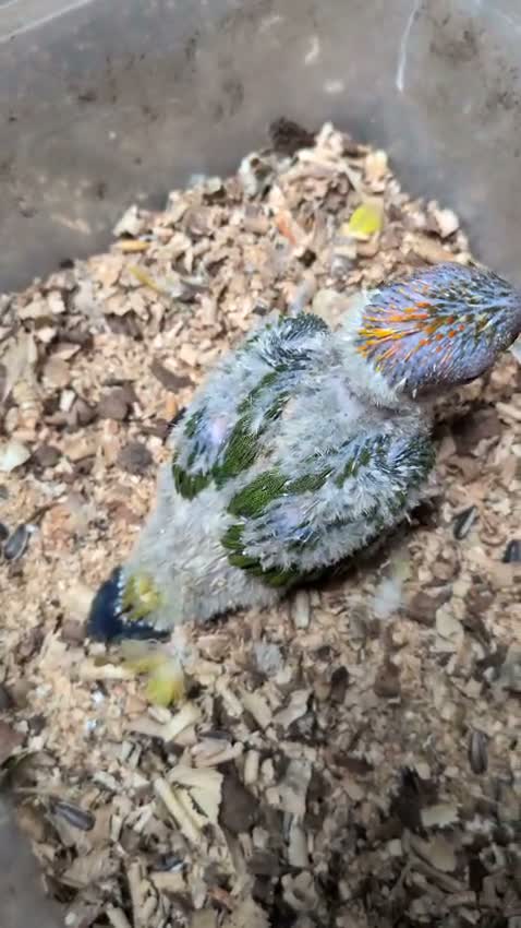 Sun Conure, farm video