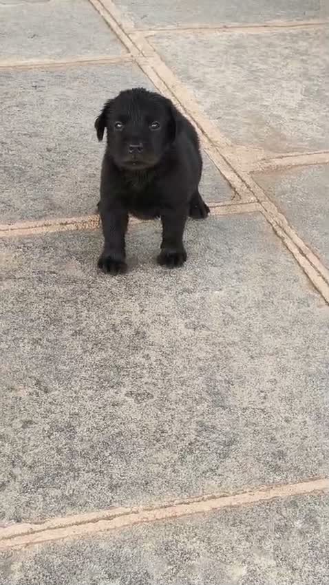 Beagle Black & Tan Puppy, farm video