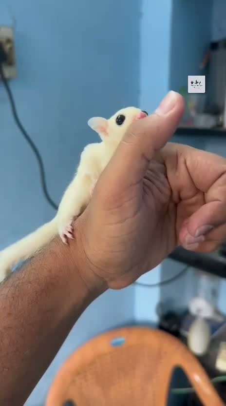 Sugar Glider | White (Lucy), farm video