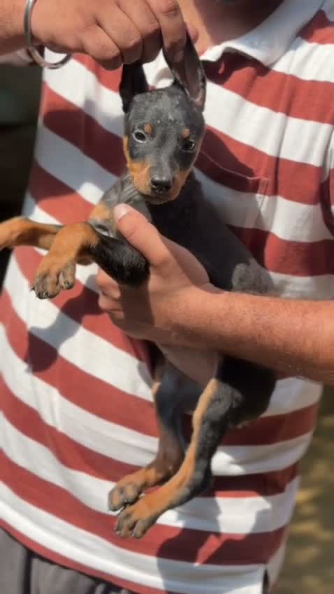 Doberman Pinscher Puppy, farm video