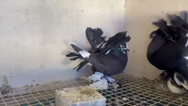 Homer Pigeon, farm video