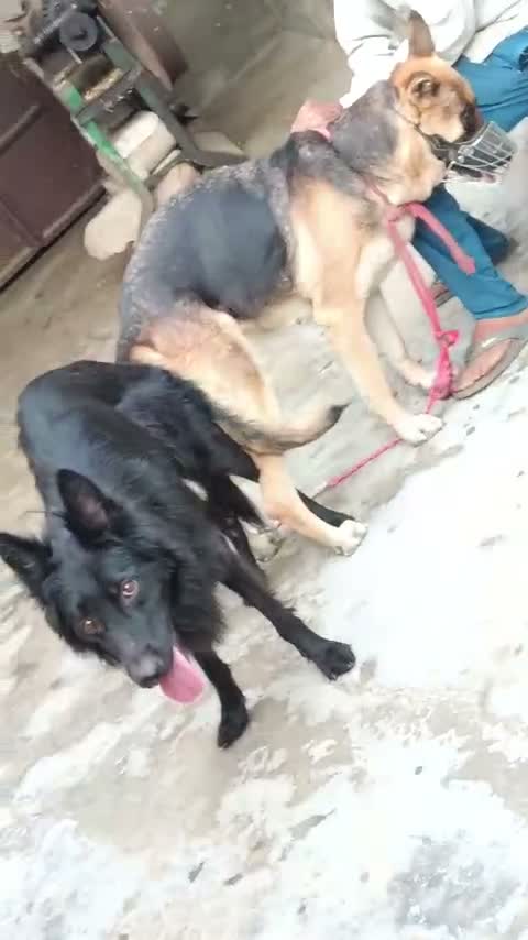 German Shepherd Puppy, farm video