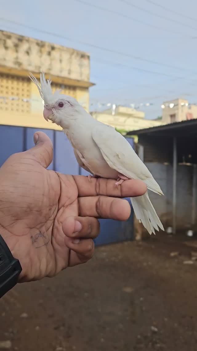 Cockatiel | Pied, farm video