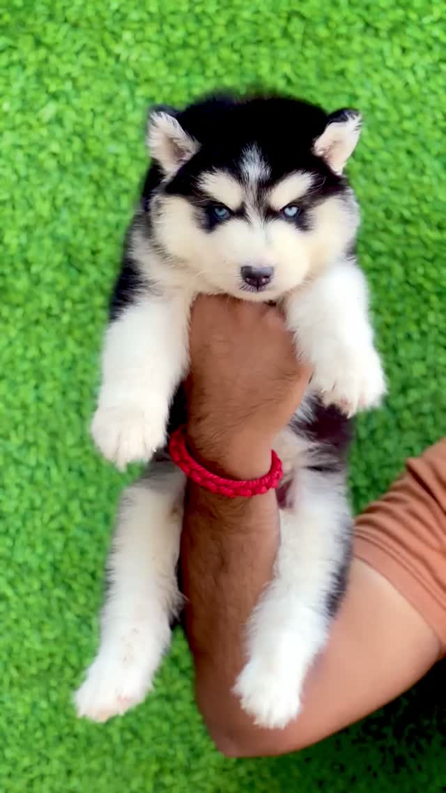 Siberian Husky Puppy | Copper & White Color, farm video