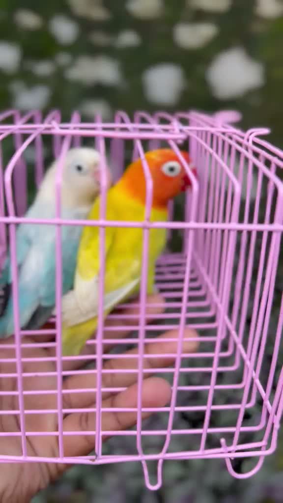 Fischer's Lovebird, farm video